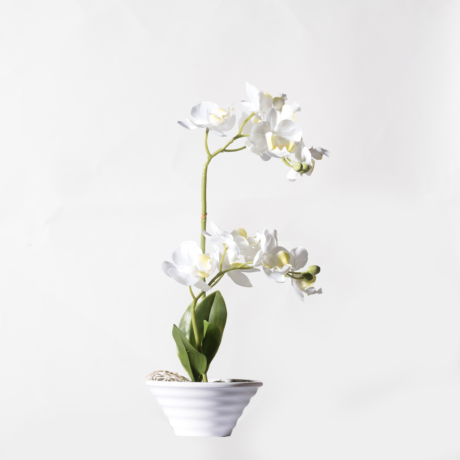 Supergreens Τεχνητό Φυτό Ορχιδέα Phalaenopsis Real Touch Λευκή με Κασπώ 35 εκ.