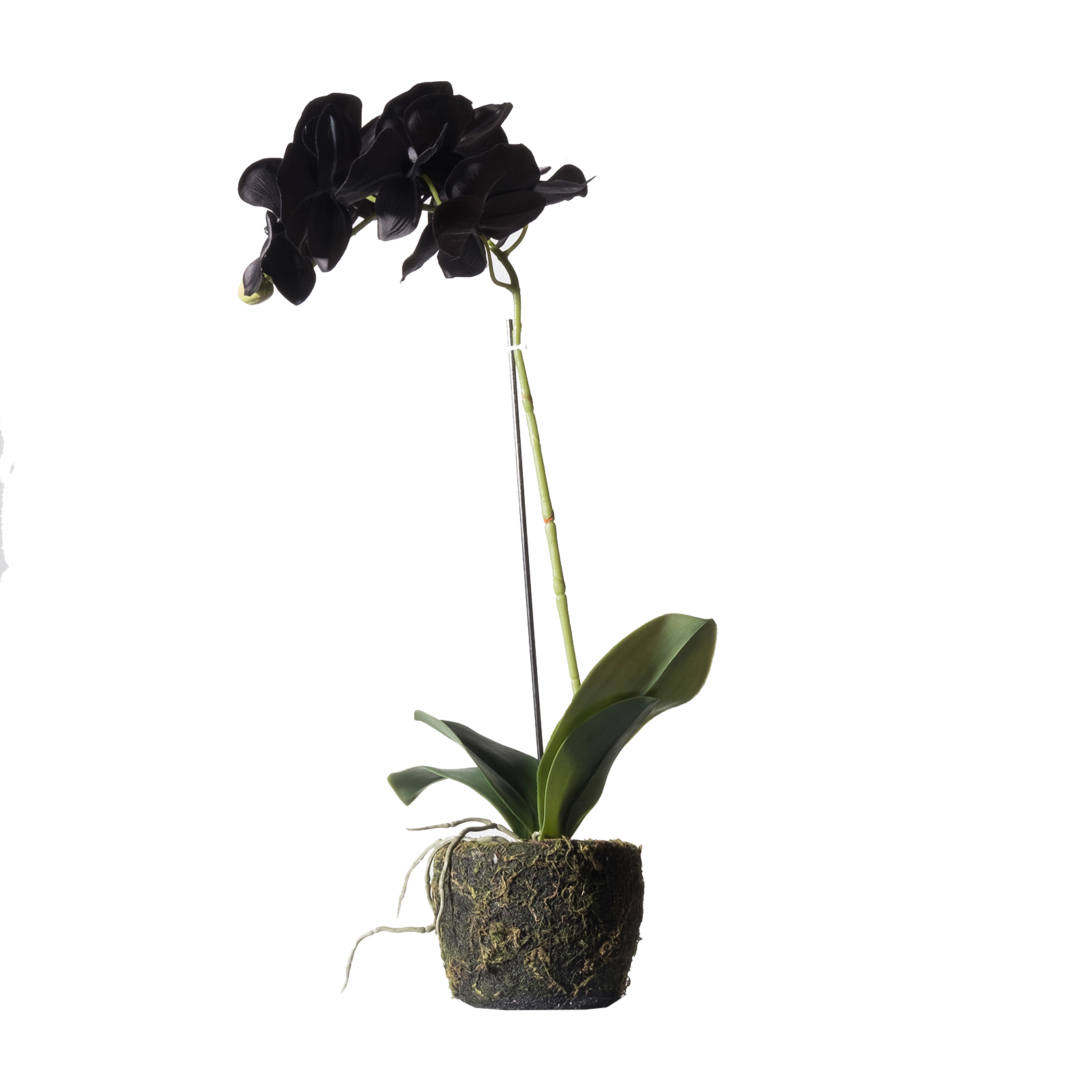 Supergreens Τεχνητό Φυτό Ορχιδέα Phalaenopsis Real Touch Μαύρη με Βάση Moss 60 εκ.
