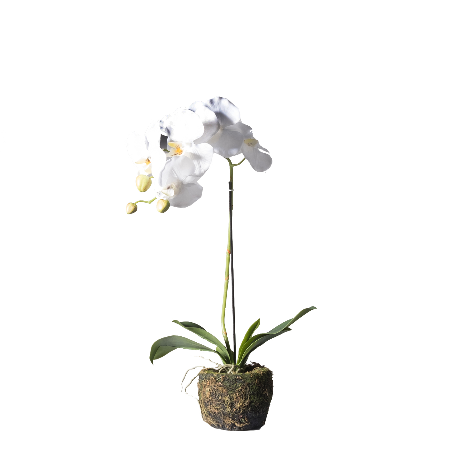 Supergreens Τεχνητό Φυτό Ορχιδέα Phalaenopsis Real Touch Λευκή με Βάση Moss 60 εκ.