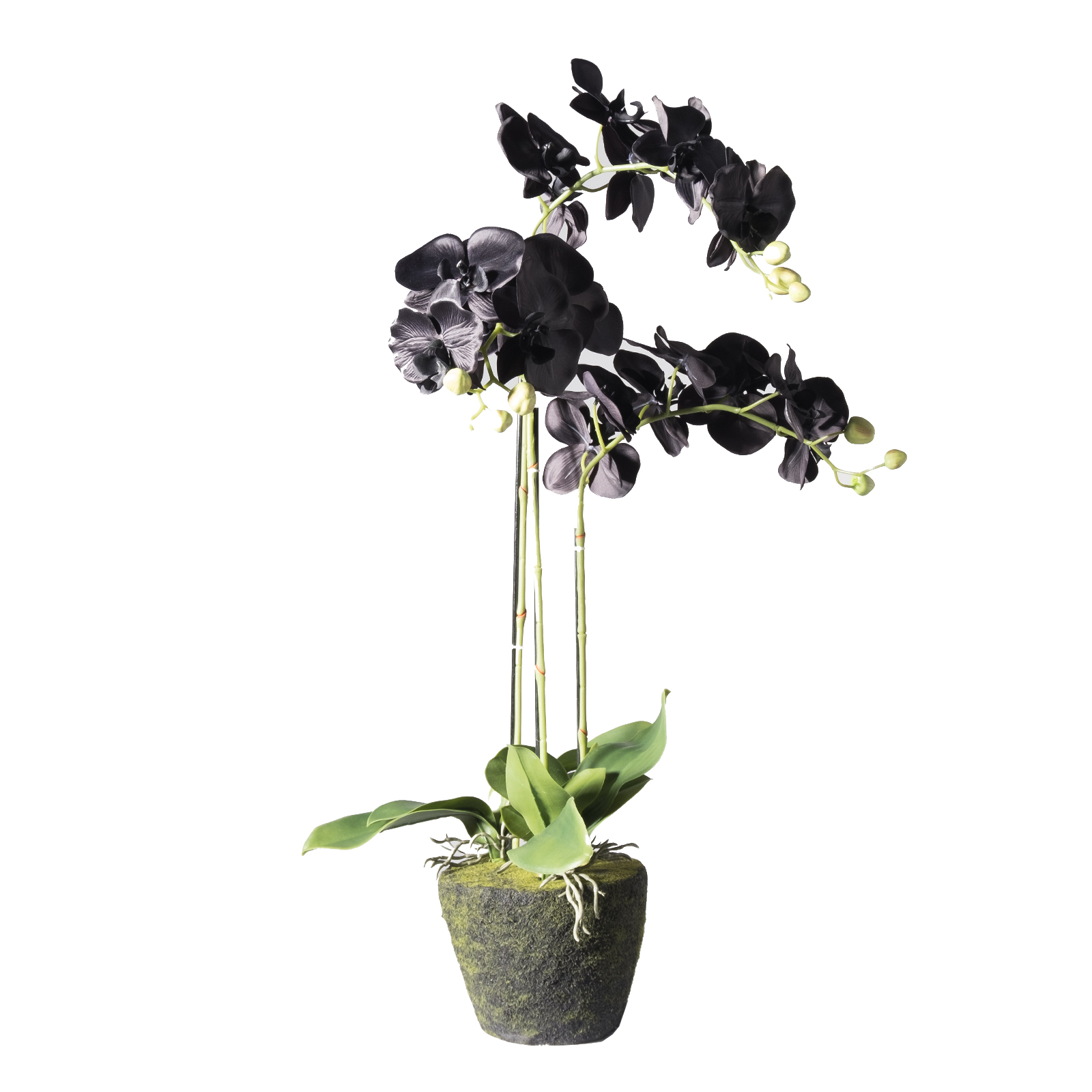 Supergreens Τεχνητό Φυτό Ορχιδέα Phalaenopsis Real Touch Μαύρη με Βάση Moss 85 εκ.