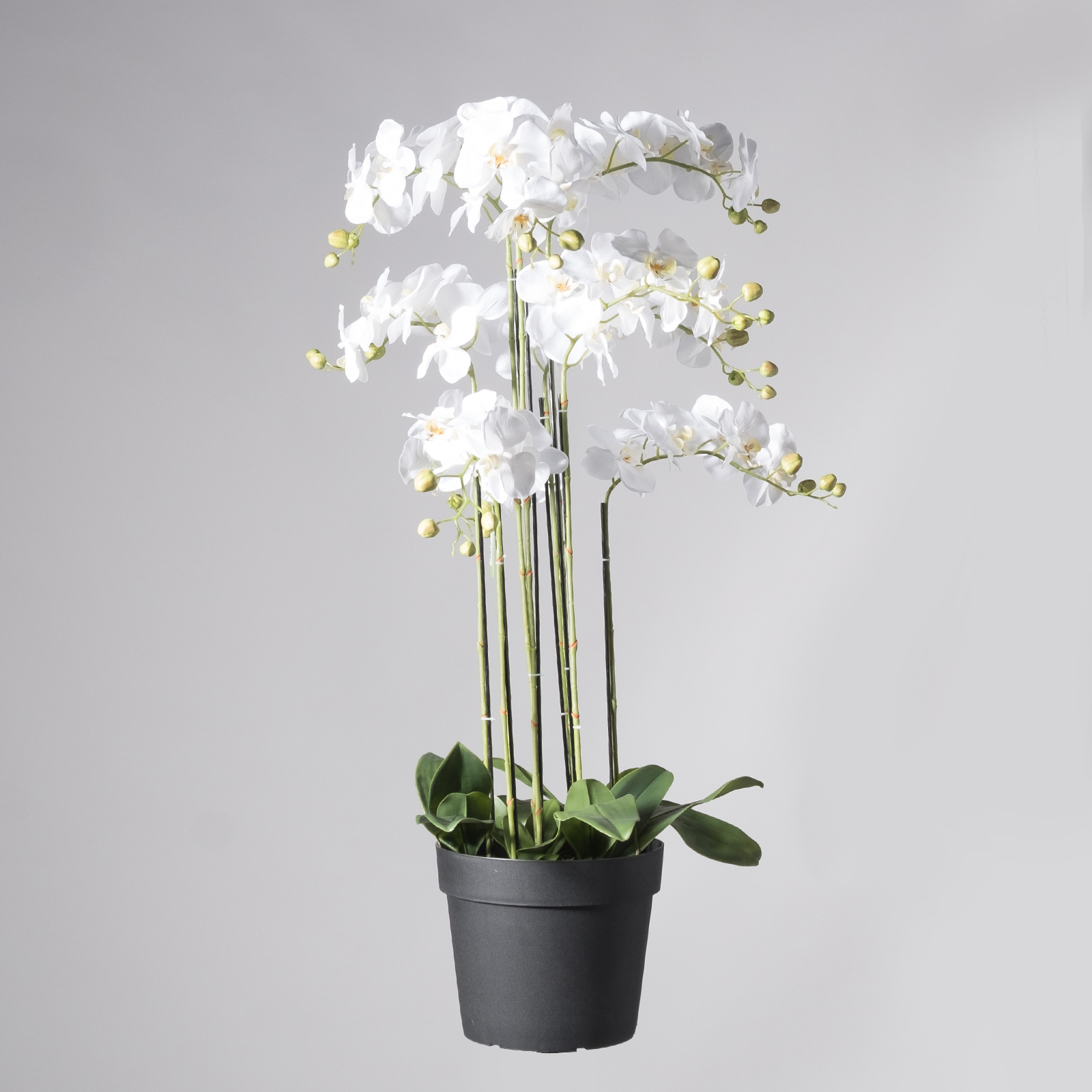 Supergreens Τεχνητό Φυτό Ορχιδέα Phalaenopsis Real Touch Λευκή με Κασπώ 150 εκ.
